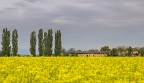 _MG_5667 _MG_5667