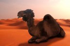 commenti e critiche ben accetti
ps il cammello  stato fotografato in un circo mentre la foto dell'ambiente l'ho reperita nella rete