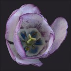 Dall'alto... Dall'alto...