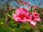Fiori di Pesco Fiori di Pesco