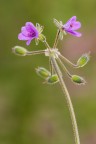 Erodium Erodium