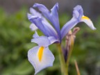 fiore viola fiore viola