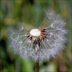 Dente di leone Dente di leone