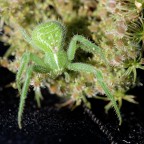 Heriaeus graminicola Heriaeus graminicola