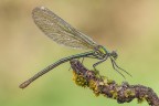 Calopteryx splendens Calopteryx splendens