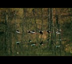 Cavalieri d' Italia in volo sul lago del Brugneto Cavalieri d' Italia in volo sul lago del Brugneto