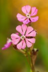 Silene Silene