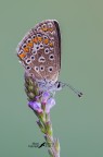 Polyommatus-Icarus Polyommatus-Icarus