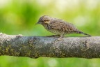 sony a77; 400mm; f7.1;iso 400; 1/500sec; treppiedi
anche quest'anno i torcicollo sono presenti al mio capanno e girano gi in coppia, almeno 2, speriamo portino anche i piccoli anche perch stanno girando spesso intorno ad uno dei miei nidi artificiali, speriamo bene