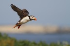 Puffin all'atterraggio Puffin all'atterraggio