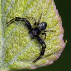 *** A braccia aperte *** *** A braccia aperte ***