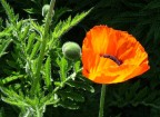 Ritratto di papavero... Ritratto di papavero...