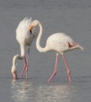 fenicotteri h fenicotteri h