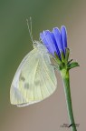 Pieris-brassicae-(Cavolaia-maggiore) Pieris-brassicae-(Cavolaia-maggiore)