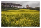 E' arrivata la primavera E' arrivata la primavera