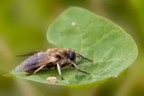 Sirfide &quot;cicciona &quot;