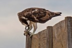 Falco pescatore