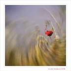 Nato libero... Nato libero...