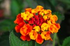 Coccinella