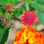 Sbocciatura radiale