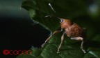 curculionide curculionide