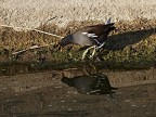 Gallinella in cerca di cibo.
Graditi commenti e consigli.

OMT