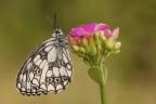 Melanargia galathea Melanargia galathea