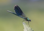 Libellula Libellula