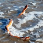 *** Serpente di mare *** *** Serpente di mare ***