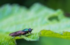 Prime prove di macro Prime prove di macro
