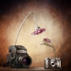 Il professionista e... Il professionista e...