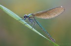 Calopteryx splendens Calopteryx splendens