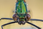 Incontro ravvicinato ... &quot;Calopteryx splendens&