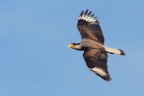Caracara meridionale Caracara meridionale