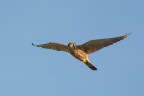 Gheppio (Falco tinnunculus) Gheppio (Falco tinnunculus)