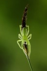 Micrommata virescens Micrommata virescens