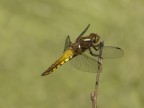 libellula depressa libellula depressa