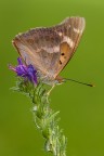 Apatura ilia