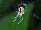 Spider Spider