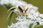 Misumena vatia - Thomisidae Misumena vatia - Thomisidae