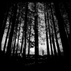 In the wood In the wood