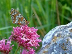 Melitaea Melitaea
