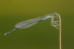 Damigella Damigella