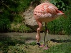 fenicottero rosa fenicottero rosa