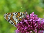 Melitaea 2 Melitaea 2
