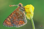 Un bell'esemplare di Euphydryas aurinia (Rottemburg 1775)...un soggetto che fotografo per la prima volta e che credo difficilmente mi ricapiter....
Una farfalla molto localizzata e scarsa....in declino per via della rarefazione dell'habitat.
Qui ripresa in controluce.