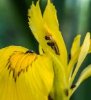 Ancora Macro Ancora Macro