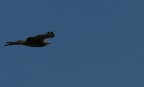 Falco Pecchiaiolo Falco Pecchiaiolo
