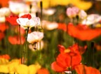 Primavera Primavera