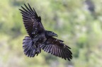 Corvo imperiale